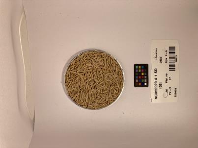 Click for 1 image(s) for this accession. SEED